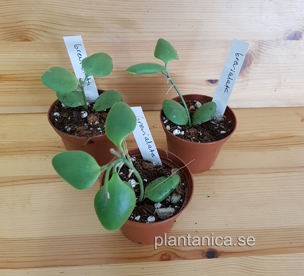 Hoya brevialata rotad kp hos Plantanica webbutik
