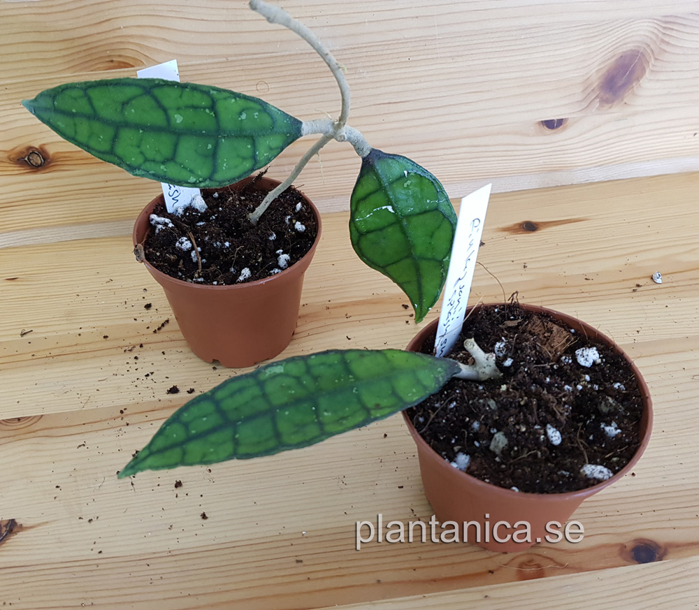 Hoya finlaysonii splash-snow leaves - rotad kp hos Plantanica webbutik