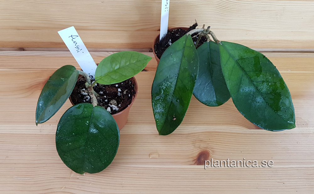 Hoya fungii IML 444 rotad kp hos Plantanica webbutik