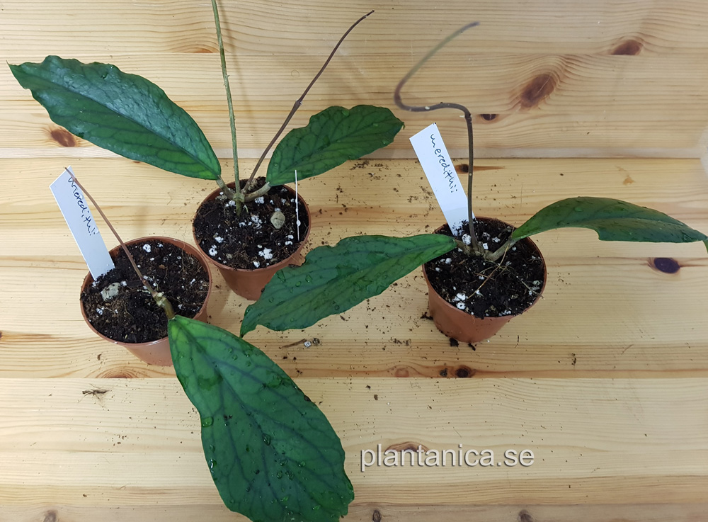 Hoya meredithii - vitellinoides - rotad kp hos Plantanica webbutik