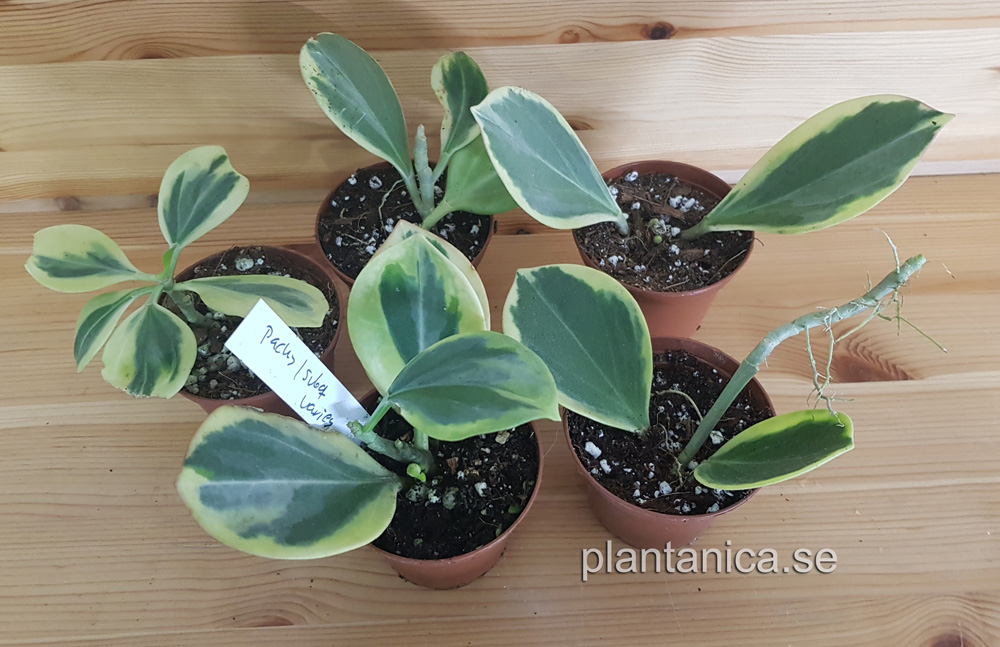 Hoya pachyclada subquintuplinervis variegata - rotad kp hos Plantanica webbutik