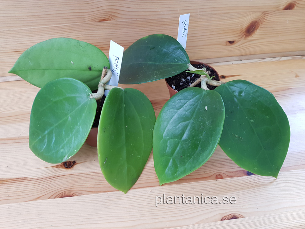 Hoya pottsii rotad kp hos Plantanica webbutik