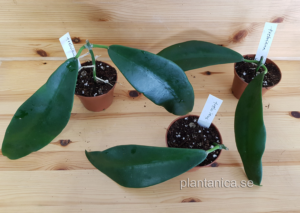 Hoya treubiana rotad kp hos Plantanica webbutik