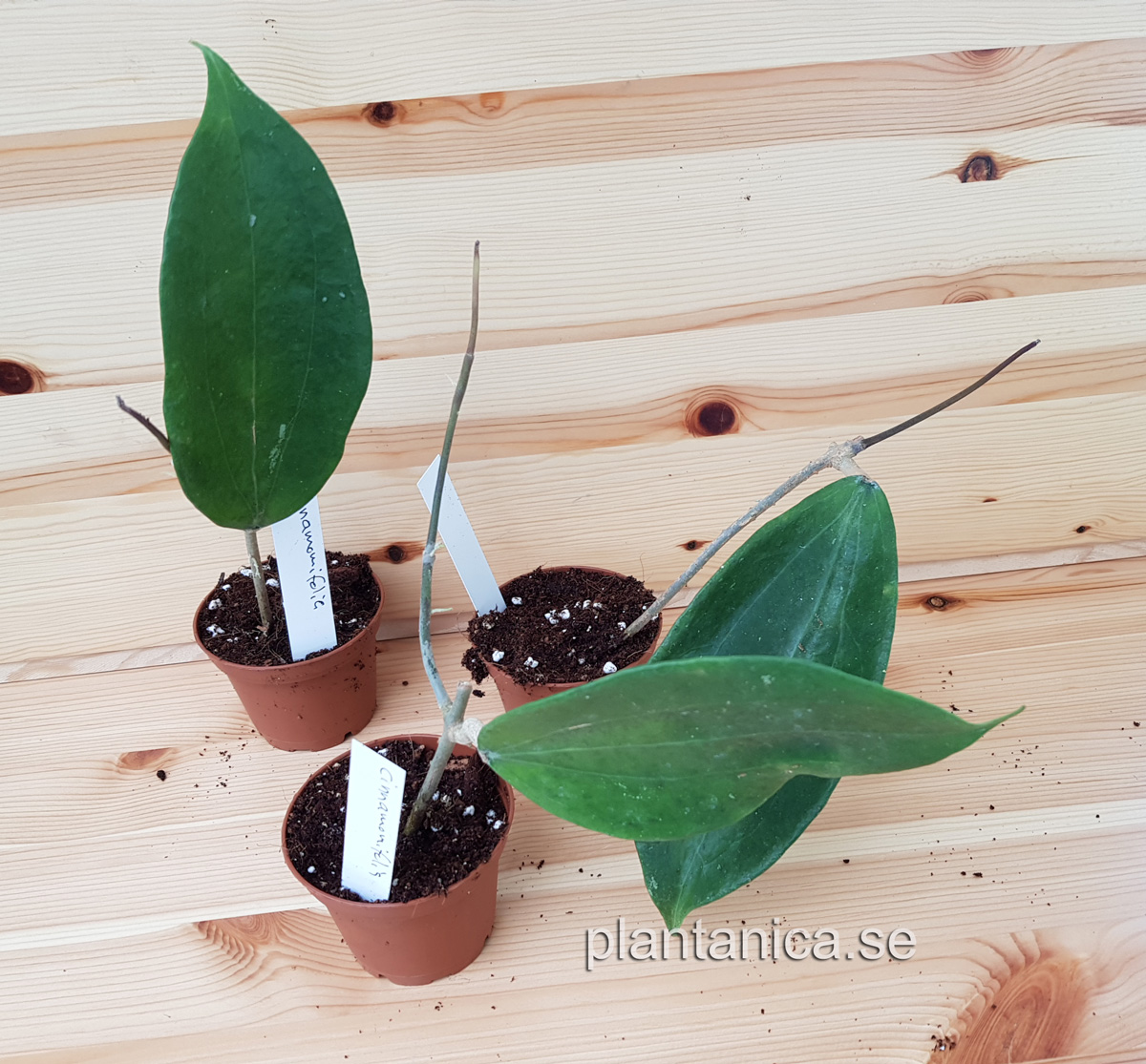 Hoya cinnamomifolia rotad kp hos Plantanica webbutik