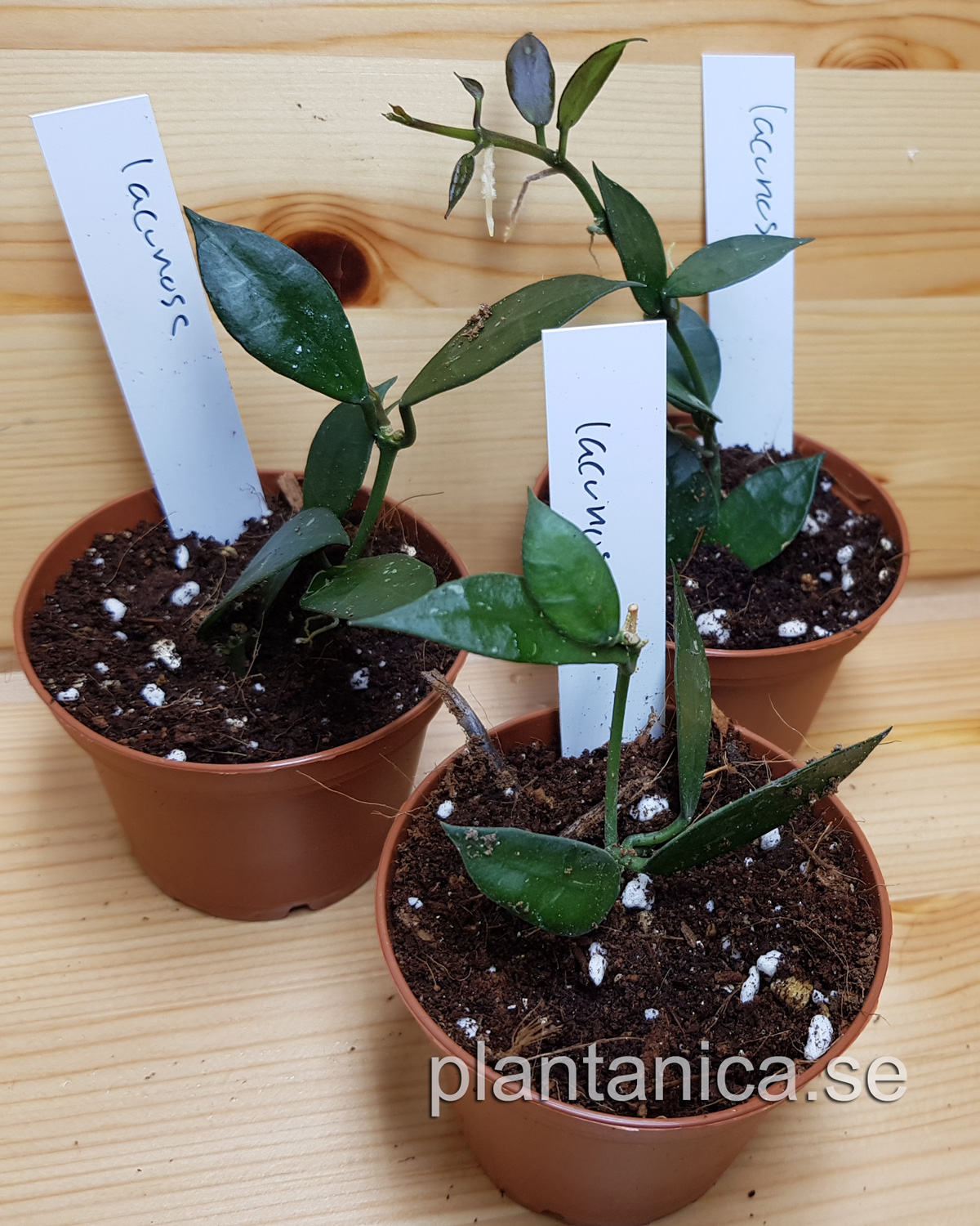 Hoya lacunosa rotad kp hos Plantanica webbutik