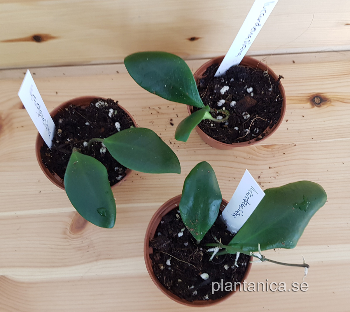 Hoya lucardenasiana rotad kp hos Plantanica webbutik
