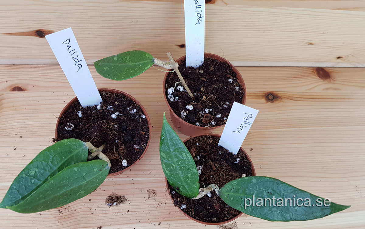 Hoya pallida rotad kp hos Plantanica webbutik