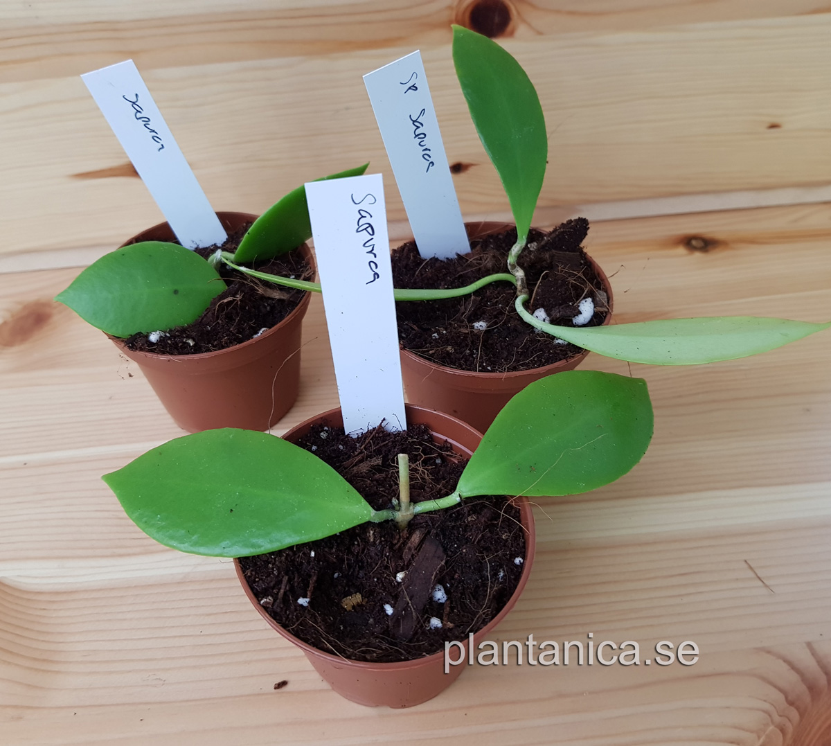 Hoya sp Sapuroa GPS 3752 rotad kp hos Plantanica webbutik