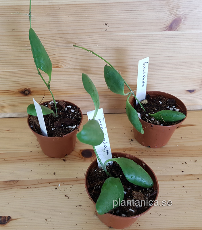 Hoya brevialata rotad kp hos Plantanica webbutik