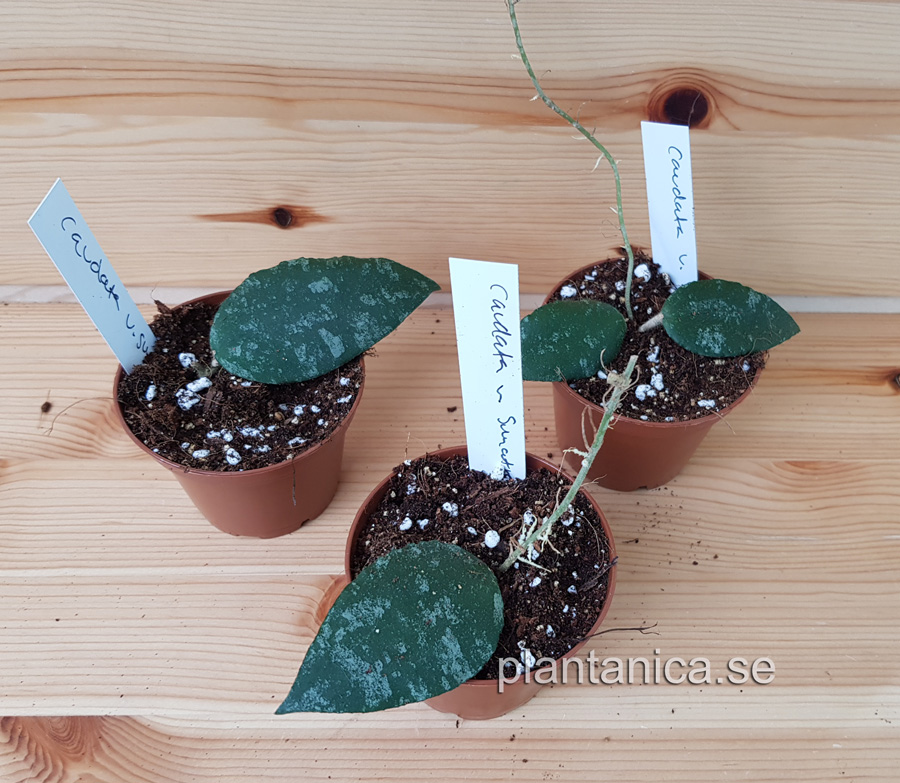 Hoya caudata v Sumatra rotad kp hos Plantanica webbutik