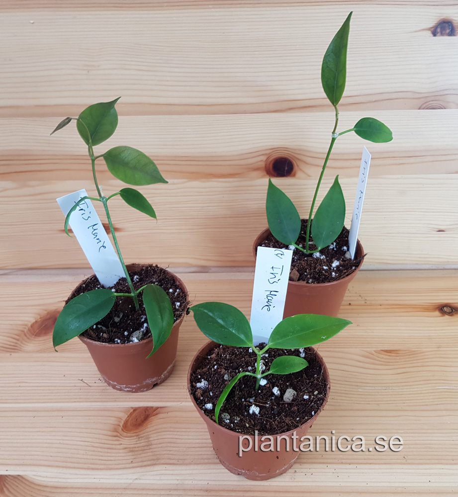 Hoya CV Iris Marie rotad kp hos Plantanica webbutik