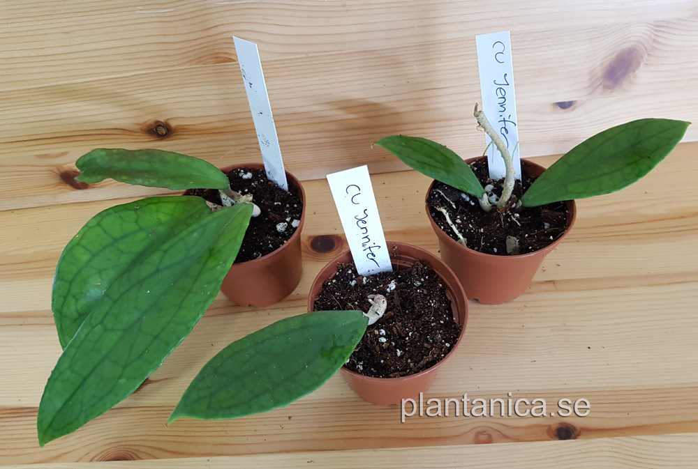 Hoya cv Jennifer - rotad kp hos Plantanica webbutik