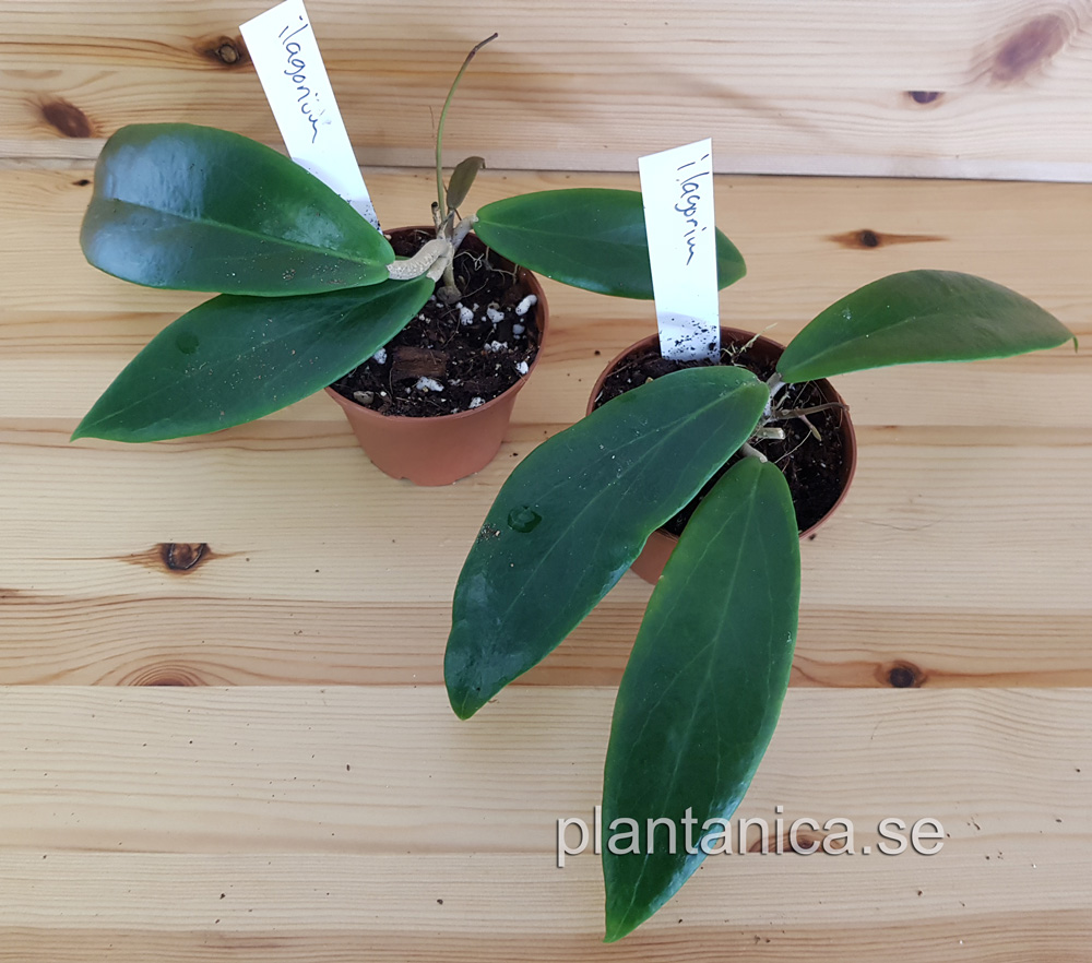 Hoya ilagiorum - rotad kp hos Plantanica webbutik