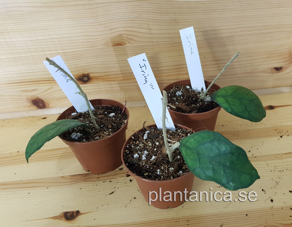 Hoya Irina - finlaysonii X deykeae - rotad kp hos Plantanica webbutik