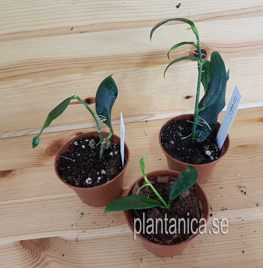 Hoya lobbii - rotad kp hos Plantanica webbutik