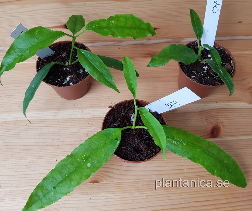 Hoya lockii rotad kp hos Plantanica webbutik