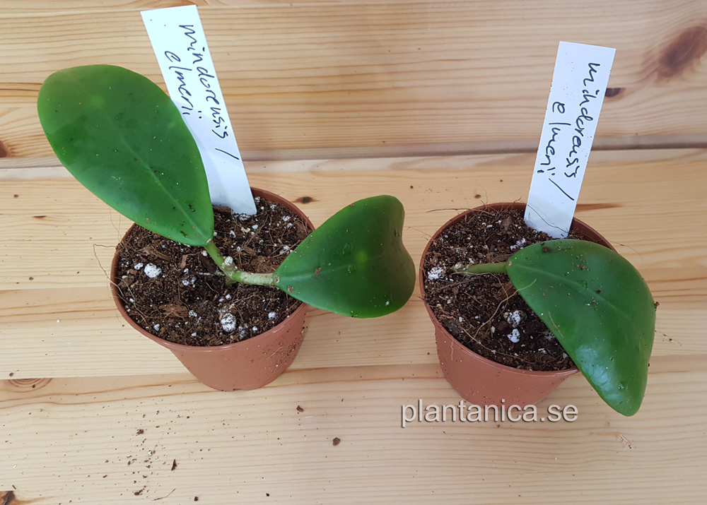 Hoya mindorensis - elmeri IML 768 rotad kp hos Plantanica webbutik