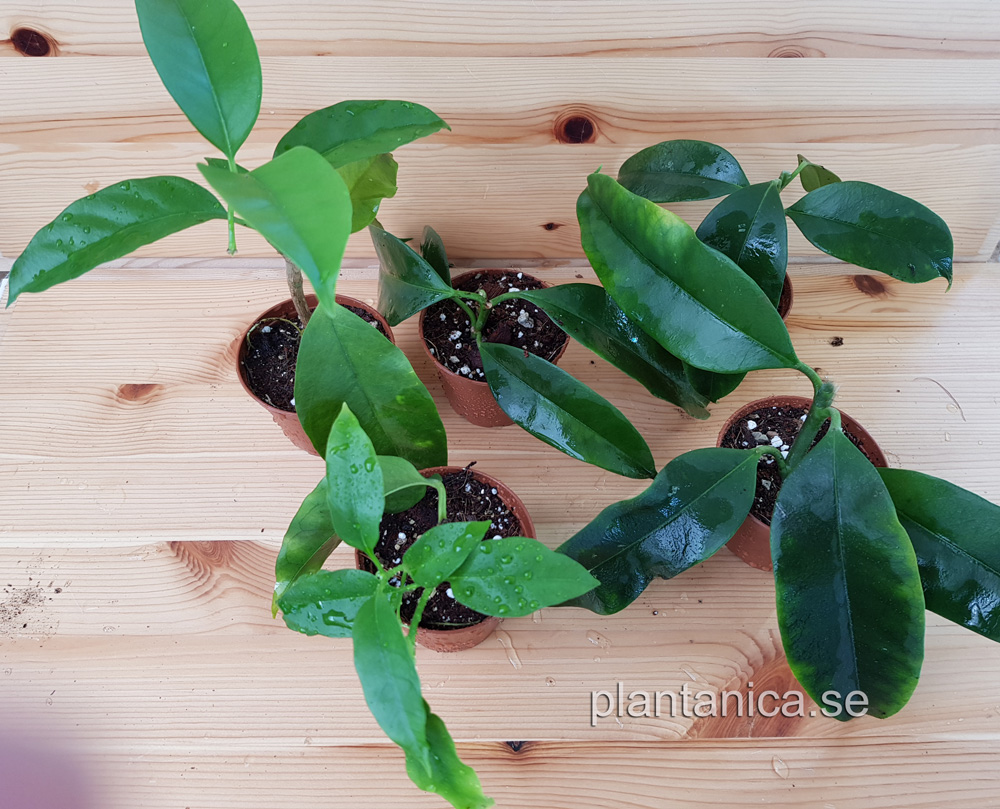 Hoya multiflora - rotad kp hos Plantanica webbutik