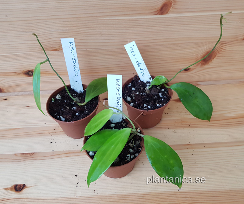 Hoya neo-ebudica rotad kp hos Plantanica webbutik
