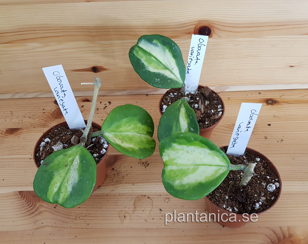 Hoya obovata variegata - rotad kp hos Plantanica webbutik
