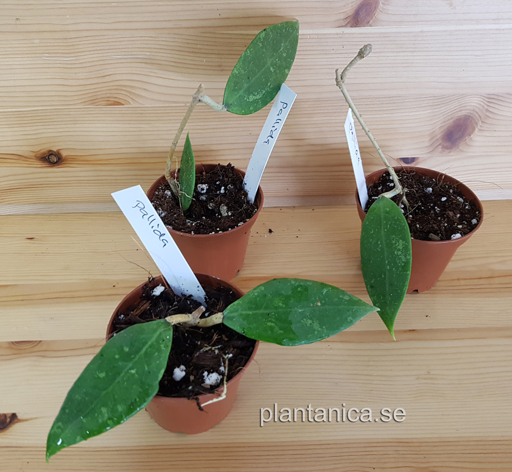 Hoya pallida rotad kp hos Plantanica webbutik