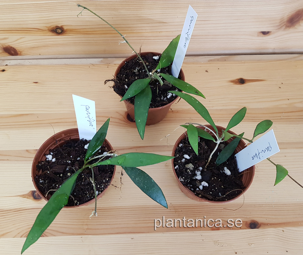 Hoya parviflora rotad kp hos Plantanica webbutik