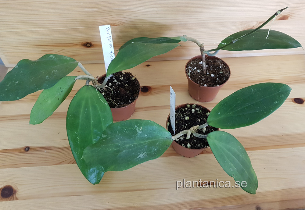 Hoya purpureo-fusca IML 728 rotad kp hos Plantanica webbutik