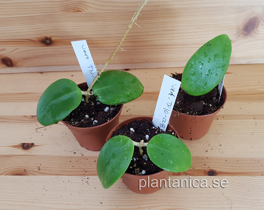 Hoya verticillata TN 10-008 - aff- rotad kp hos Plantanica webbutik