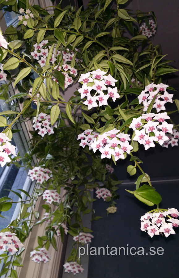 Hoya bella - orotad kp hos Plantanica webbutik