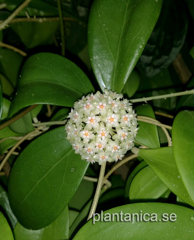 Hoya bhutanica orotad kp hos Plantanica webbutik