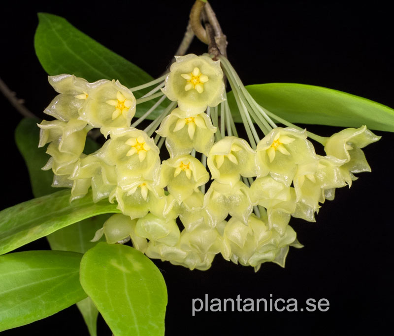 Hoya blashernaezii - rotad kp hos Plantanica webbutik