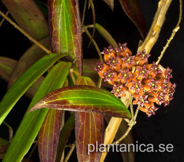 Hoya bordenii rotad kp hos Plantanica webbutik