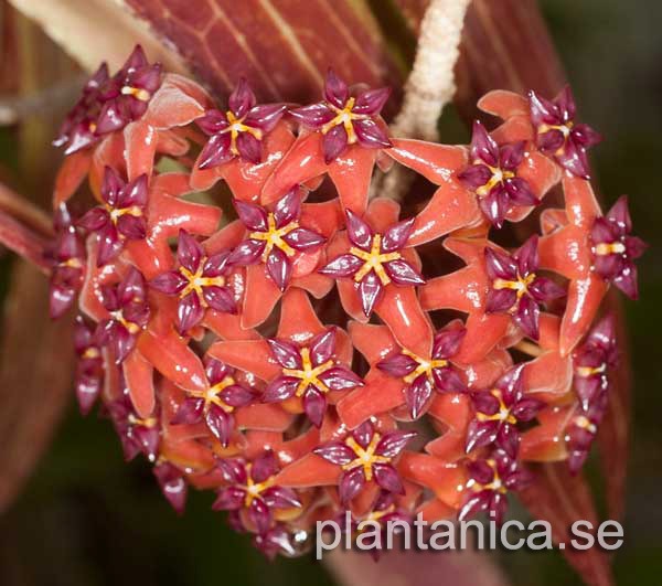 Hoya bordenii rotad kp hos Plantanica webbutik