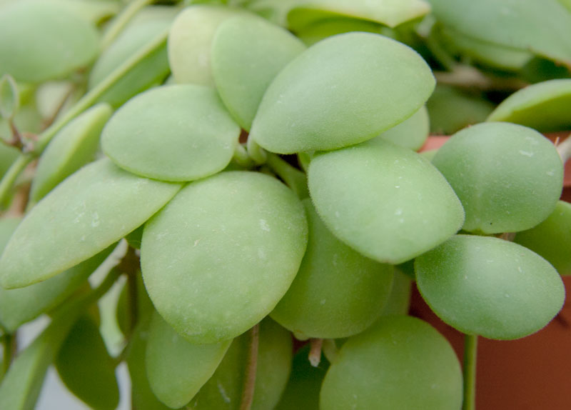 Hoya brevialata orotad kp hos Plantanica webbutik