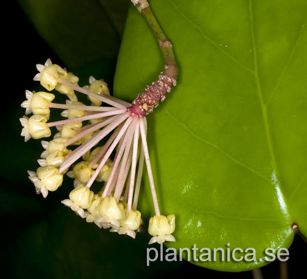 Hoya cardiophylla rotad kp hos Plantanica webbutik