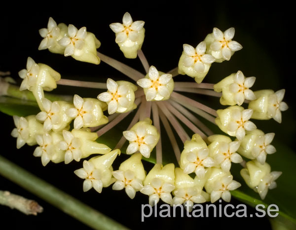 Hoya cardiophylla rotad kp hos Plantanica webbutik