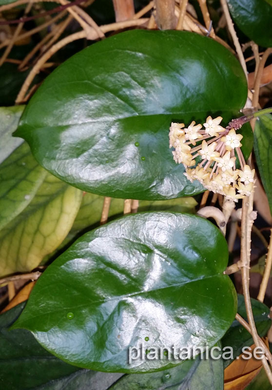 Hoya cardiophylla orotad kp hos Plantanica webbutik
