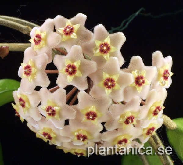 Hoya carnosa rotad kp hos Plantanica webbutik
