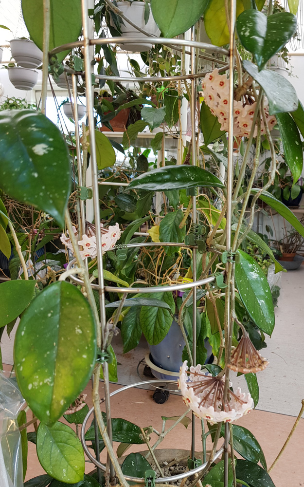 Hoya carnosa orotad kp hos Plantanica webbutik