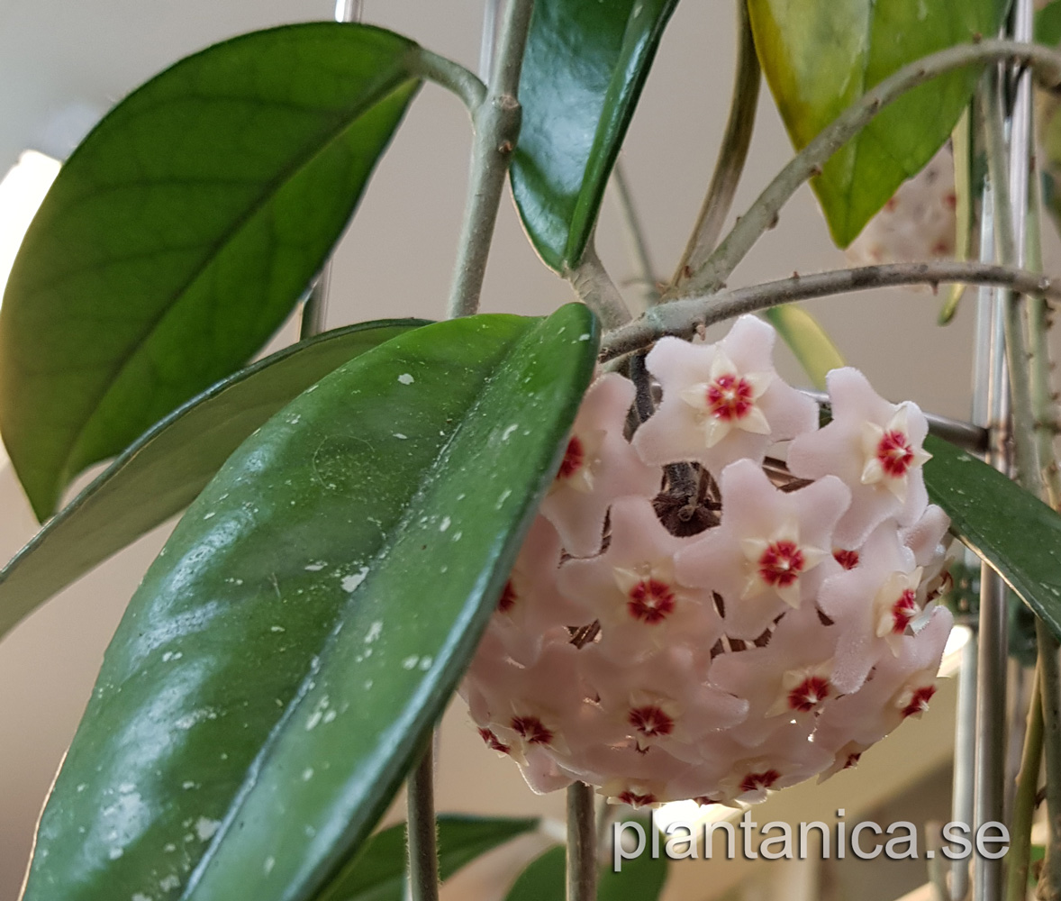 Hoya carnosa rotad kp hos Plantanica webbutik