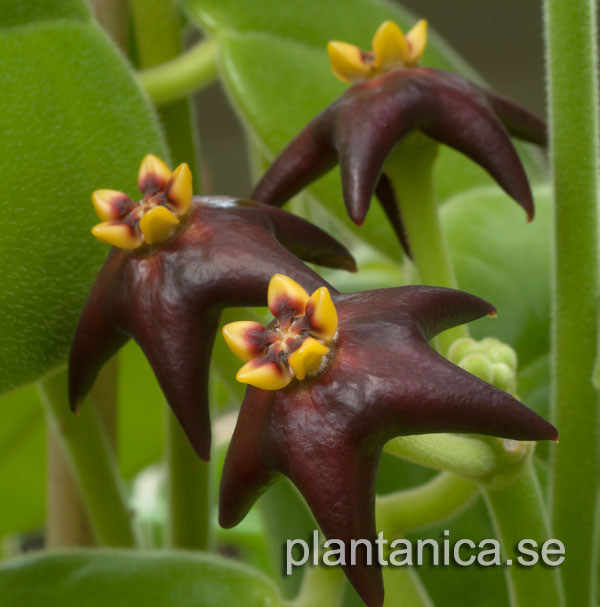 Hoya ciliata planta kp hos Plantanica webbutik