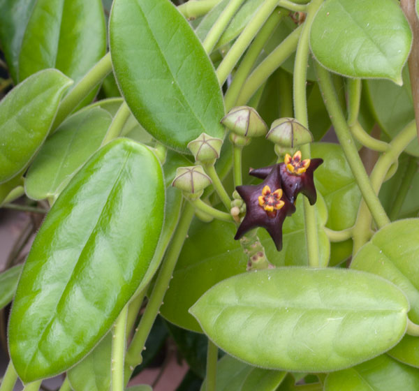 Hoya ciliata orotad kp hos Plantanica webbutik
