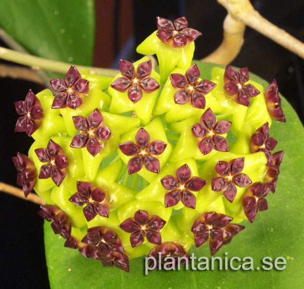 Hoya cinnamomifolia rotad kp hos Plantanica webbutik