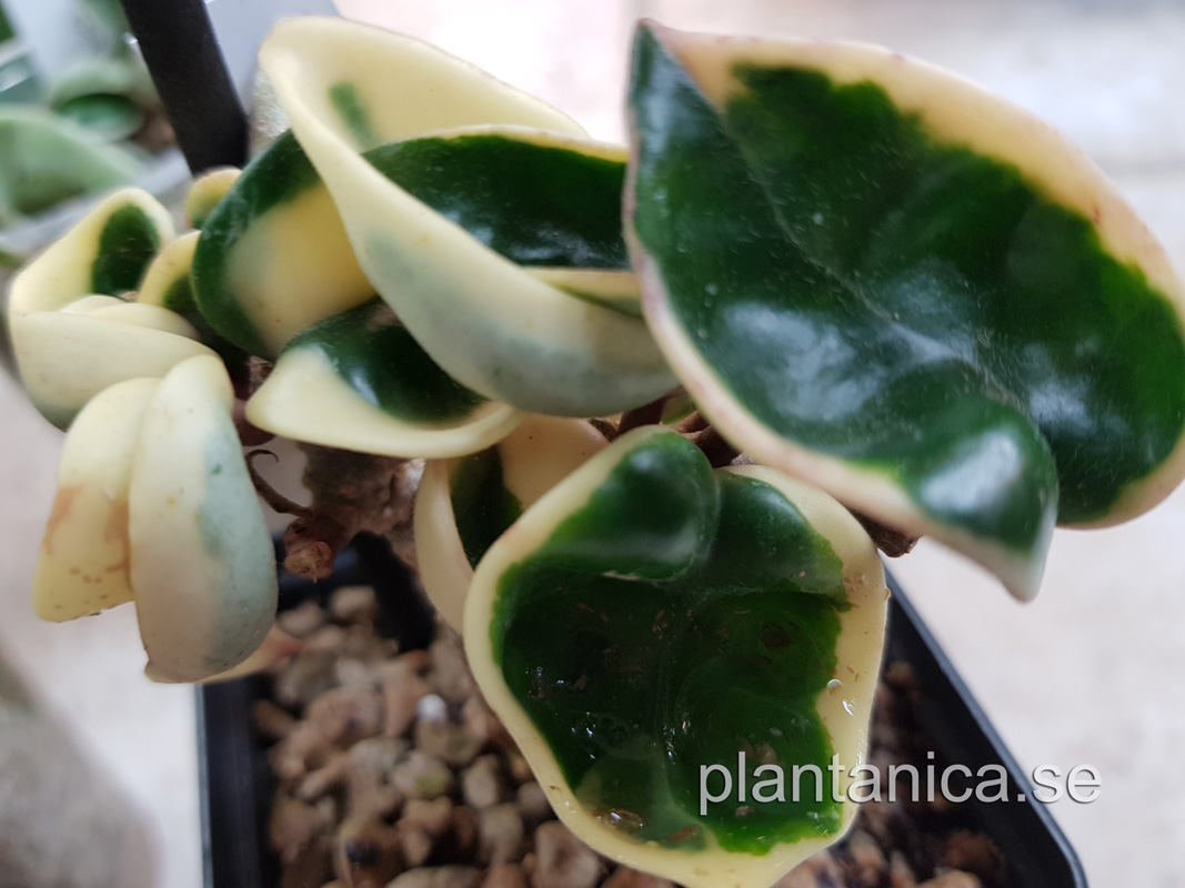 Hoya compacta regalis - rotad kp hos Plantanica webbutik