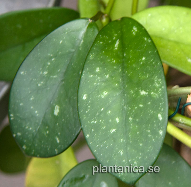 Hoya crassipes rotad kp hos Plantanica webbutik