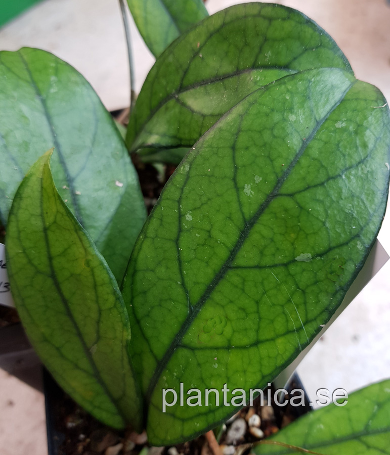 Hoya crassipetiolata SR-2013-005 DaNang - import kp hos Plantanica webbutik