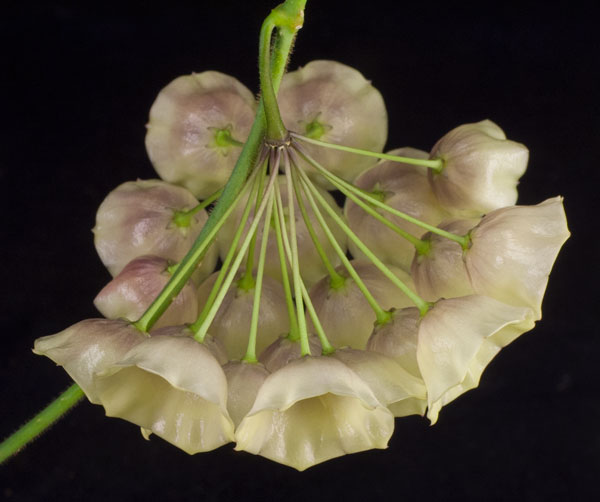 Hoya cystiantha TN 99-009 orotad kp hos Plantanica webbutik
