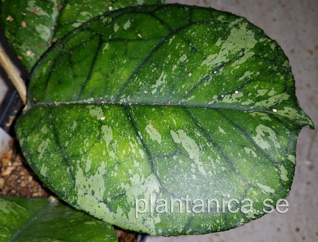 Hoya Svetlana deykeae x finlaysonii - rotad kp hos Plantanica webbutik
