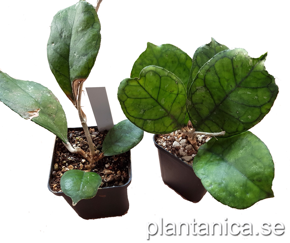 Hoya deykeae x finlaysonii - planta kp hos Plantanica webbutik