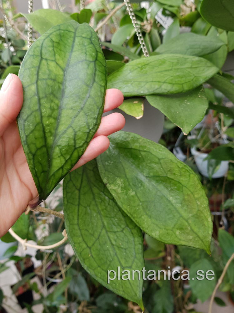 Hoya cv Jennifer - rotad kp hos Plantanica webbutik